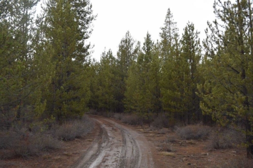 La pine land for sale