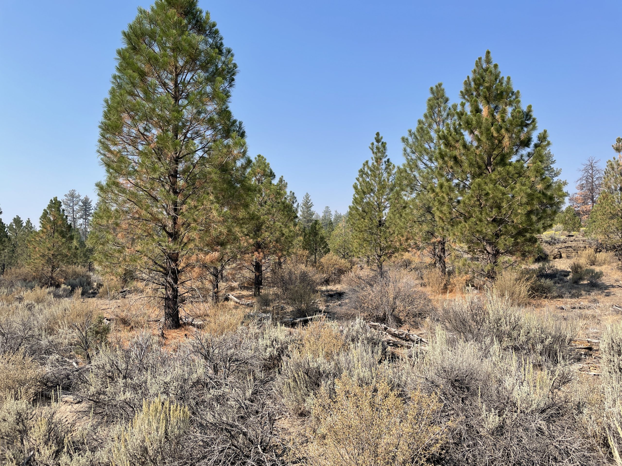 2.38 Acres, Klamath County OR, Parcel R263208 2.38 Acres, Klamath, Oregon Account 263208 / Map and Taxlot 3510-022D0-02100 - Image 8