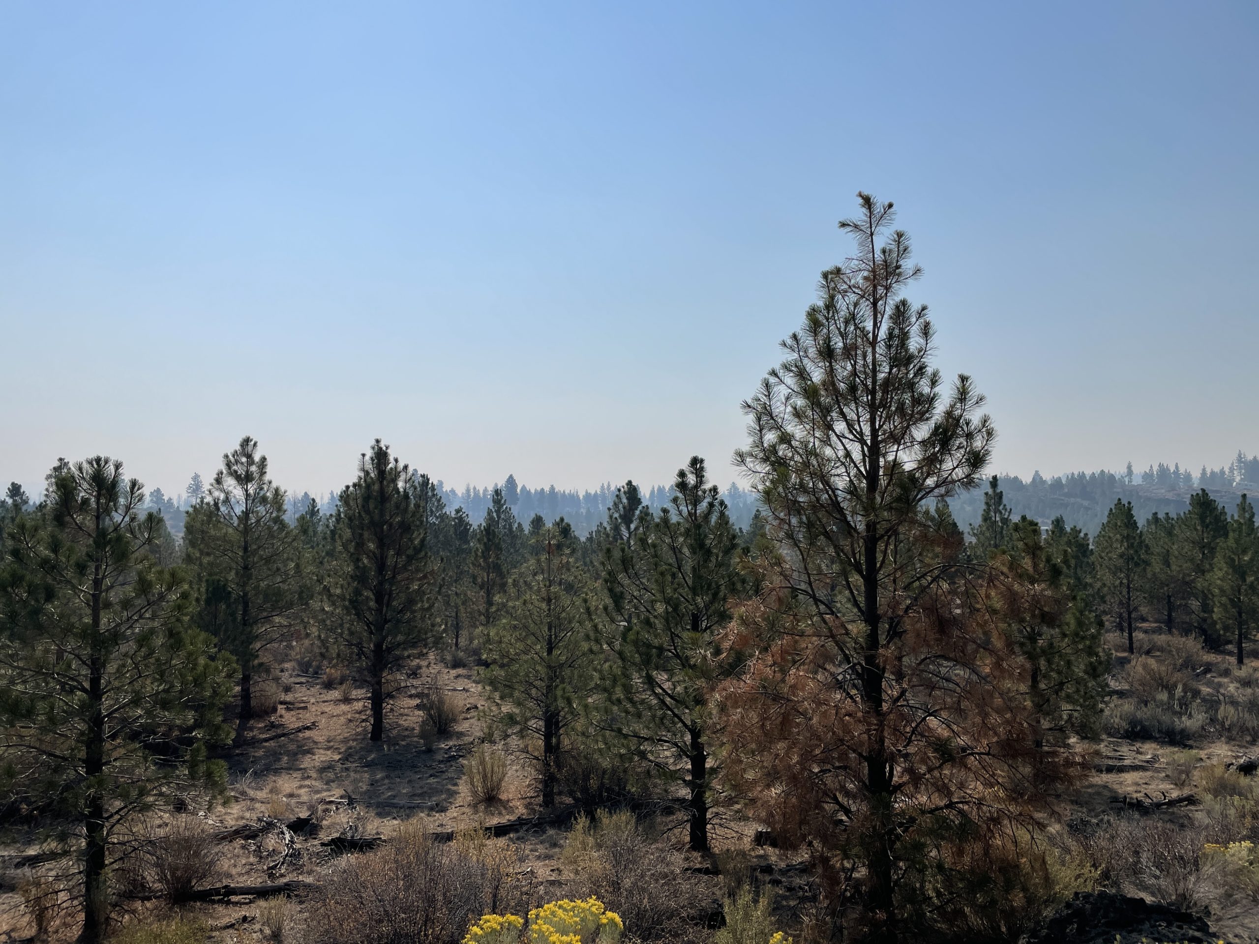 2.38 Acres, Klamath County OR, Parcel R263208 2.38 Acres, Klamath, Oregon Account 263208 / Map and Taxlot 3510-022D0-02100 - Image 2