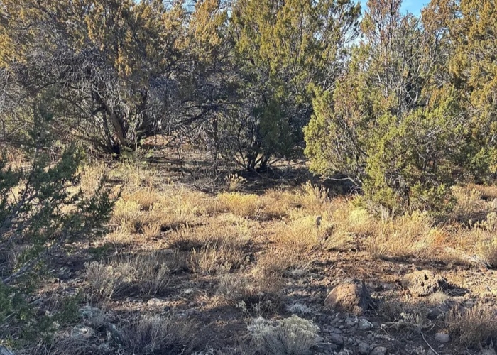 9.91 Acres, Apache County AZ, Parcel 201-52-010B 9.91 Acres, Apache, Arizona 201-52-010B - Image 3