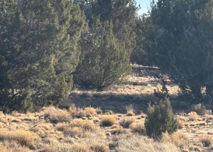 9.91 Acres, Apache County AZ, Parcel 201-52-010B 9.91 Acres, Apache, Arizona 201-52-010B - Image 6