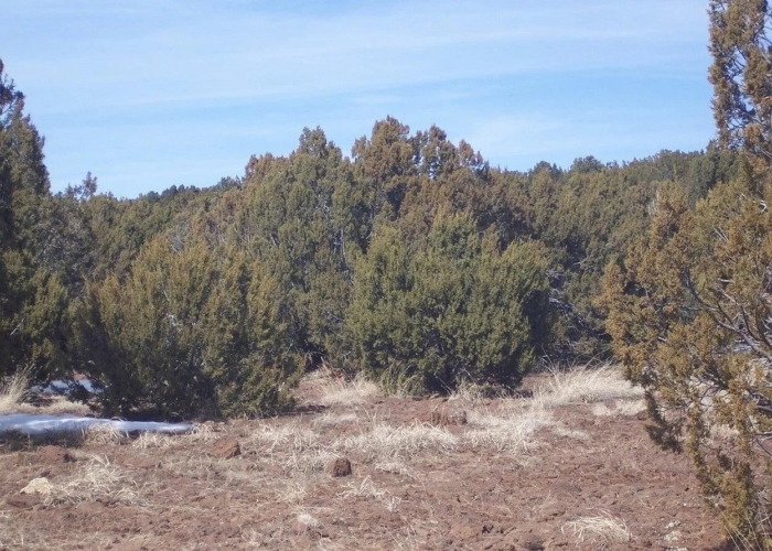9.91 Acres, Apache County AZ, Parcel 201-52-010B 9.91 Acres, Apache, Arizona 201-52-010B - Image 7