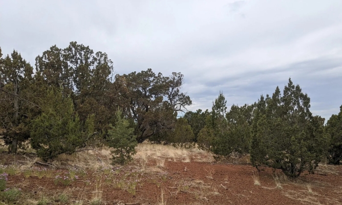 9.91 Acres, Apache County AZ, Parcel 201-52-010B 9.91 Acres, Apache, Arizona 201-52-010B - Image 8
