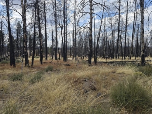 Mountain Air & Open Skies 11.76 Acres, Klamath, Oregon R181840
